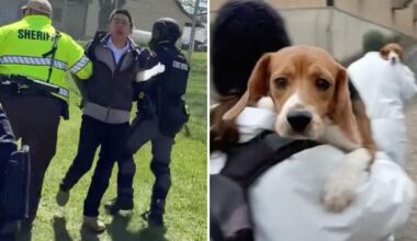 Beagles freed from research lab land in California amid activist’s felony case