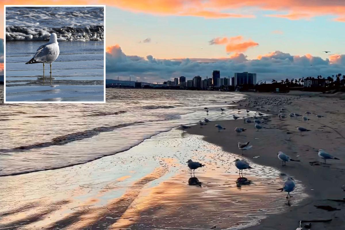 Dead birds are washing up on California beaches, puzzling experts