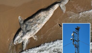 California launches AI detection network as whale deaths skyrocket
