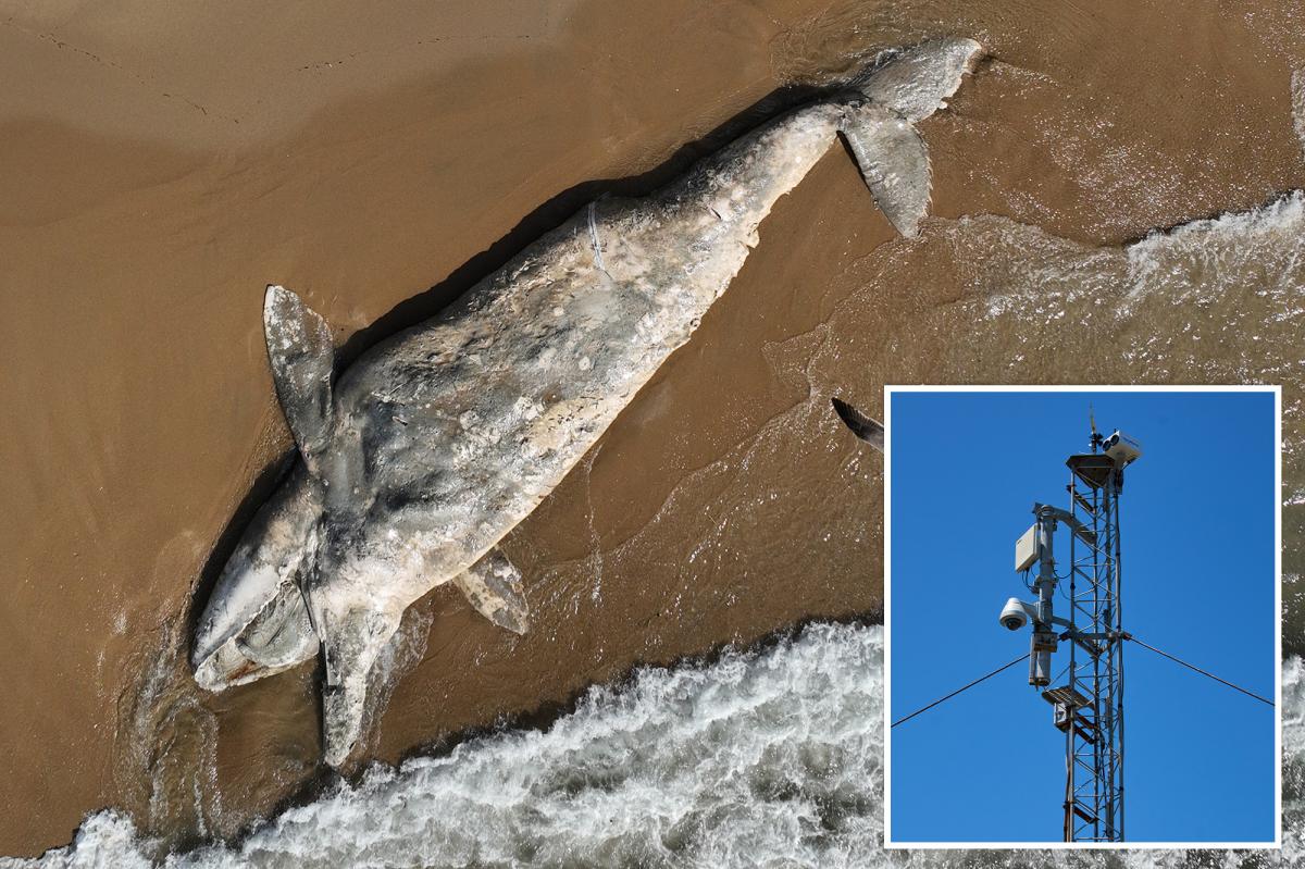 California launches AI detection network as whale deaths skyrocket