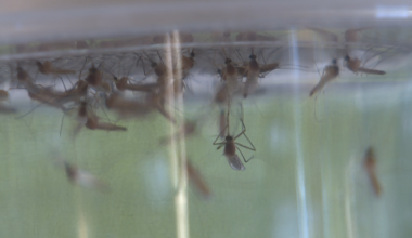 Mosquito sample tests positive for West Nile virus in Sacramento