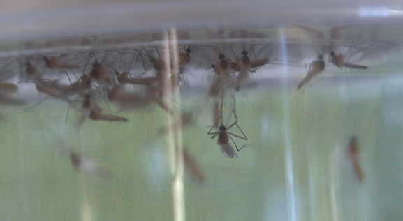Mosquito sample tests positive for West Nile virus in Sacramento
