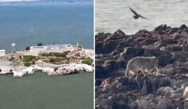 Coyote Doggy-Paddles Through San Francisco Bay, Arrives at Alcatraz Island About Two Miles Away