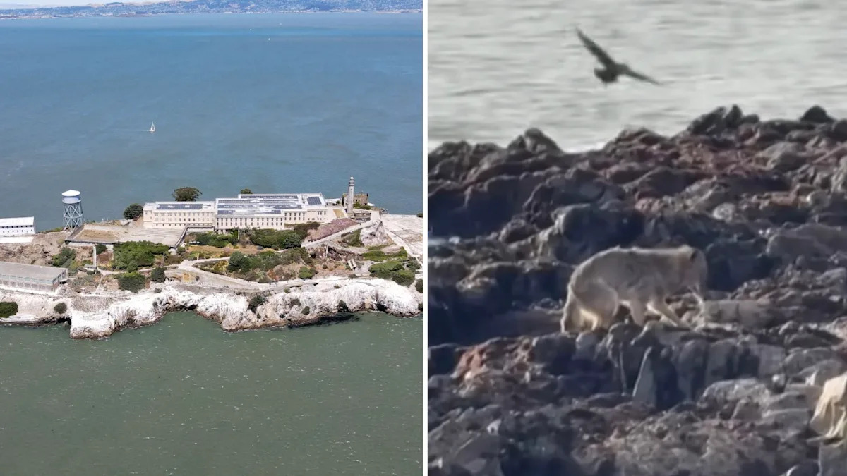 Coyote Doggy-Paddles Through San Francisco Bay, Arrives at Alcatraz Island About Two Miles Away