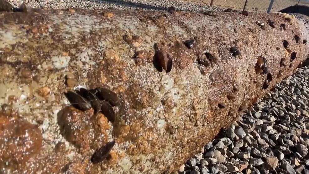 Kern County supervisors warn golden mussel infestation is clogging vital water systems (KBAK/KBFX)