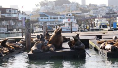 Chonkers the sea lion is the Bay Area's latest animal celebrity