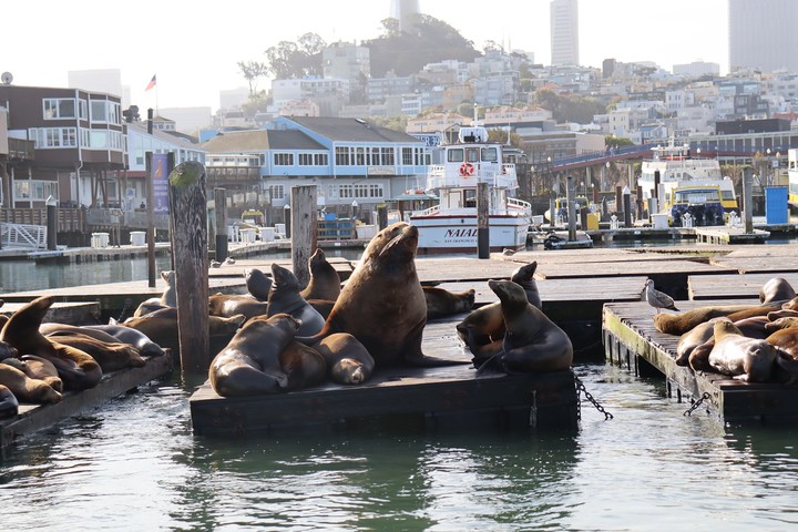 Chonkers the sea lion is the Bay Area's latest animal celebrity