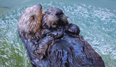 Aquarium of the Pacific welcomes 2 new otters, Rey and a pup named Sunny – Press Telegram