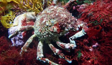 Aquarium of the Pacific adds 3 new creatures to its Marine Species Report Card – Daily Breeze
