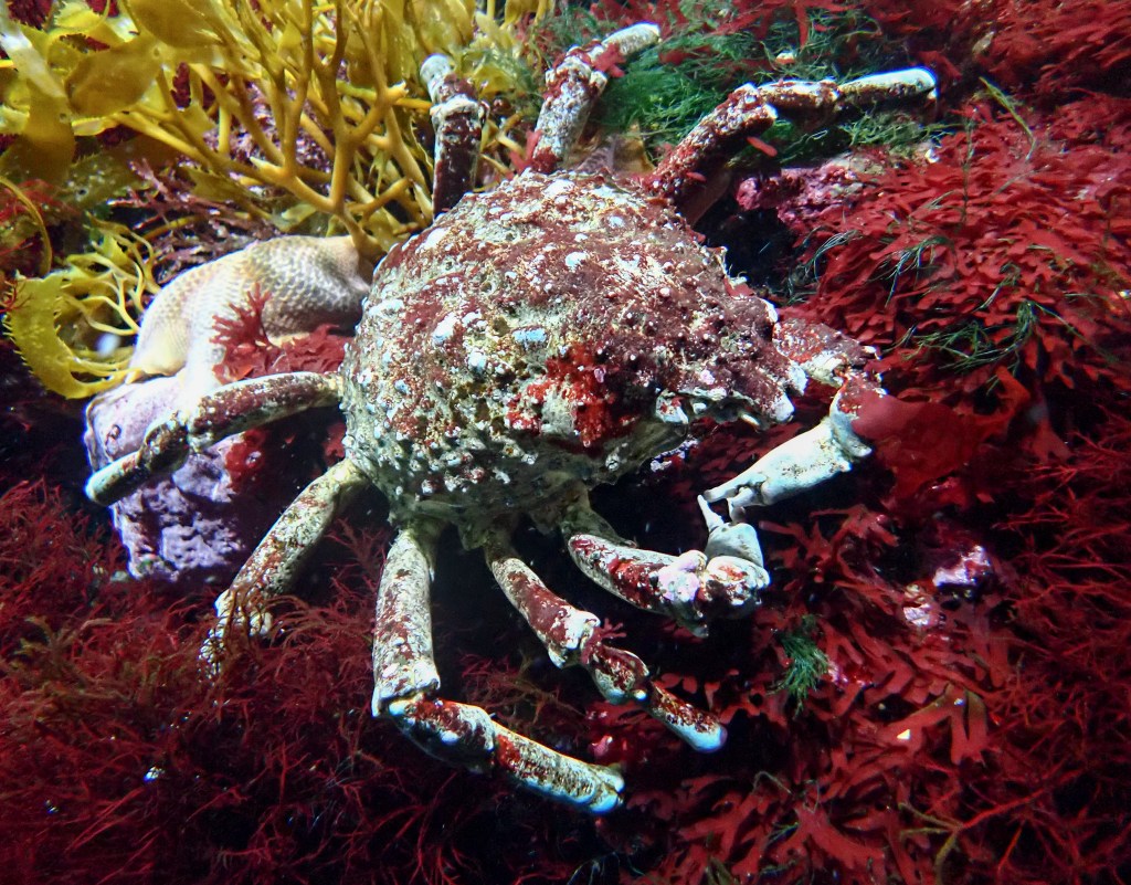 Aquarium of the Pacific adds 3 new creatures to its Marine Species Report Card – Daily Breeze