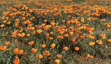 Antelope Valley is experiencing a surprise second bloom of poppies