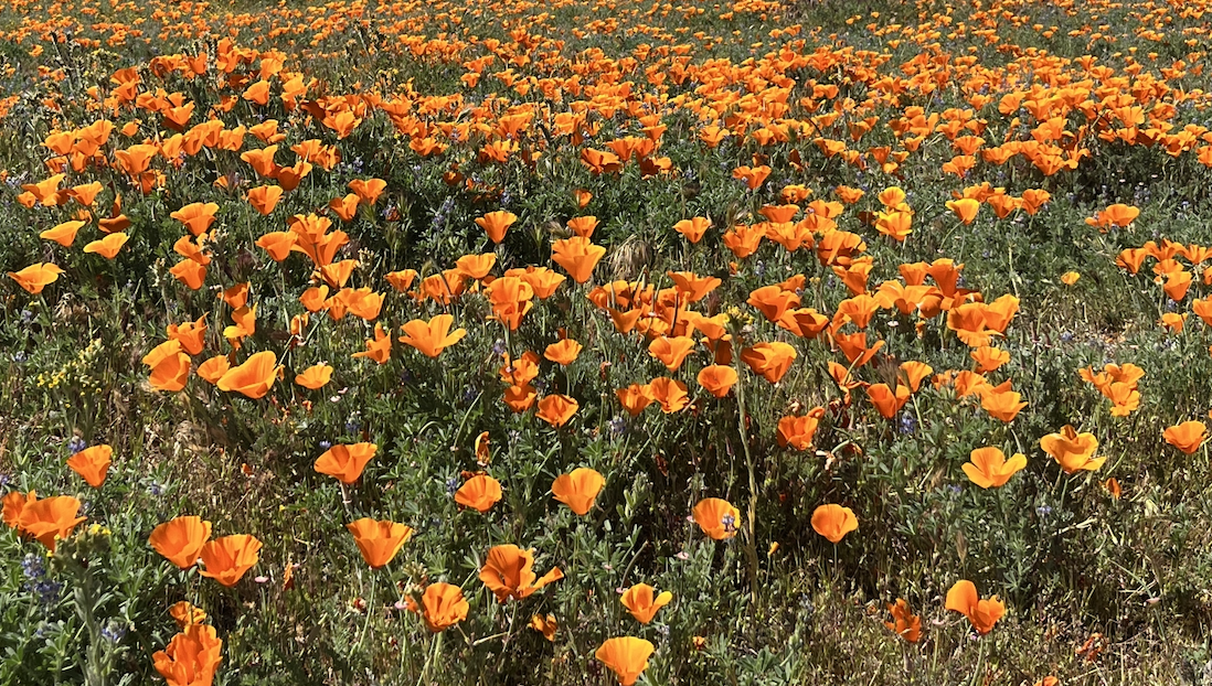 Antelope Valley is experiencing a surprise second bloom of poppies