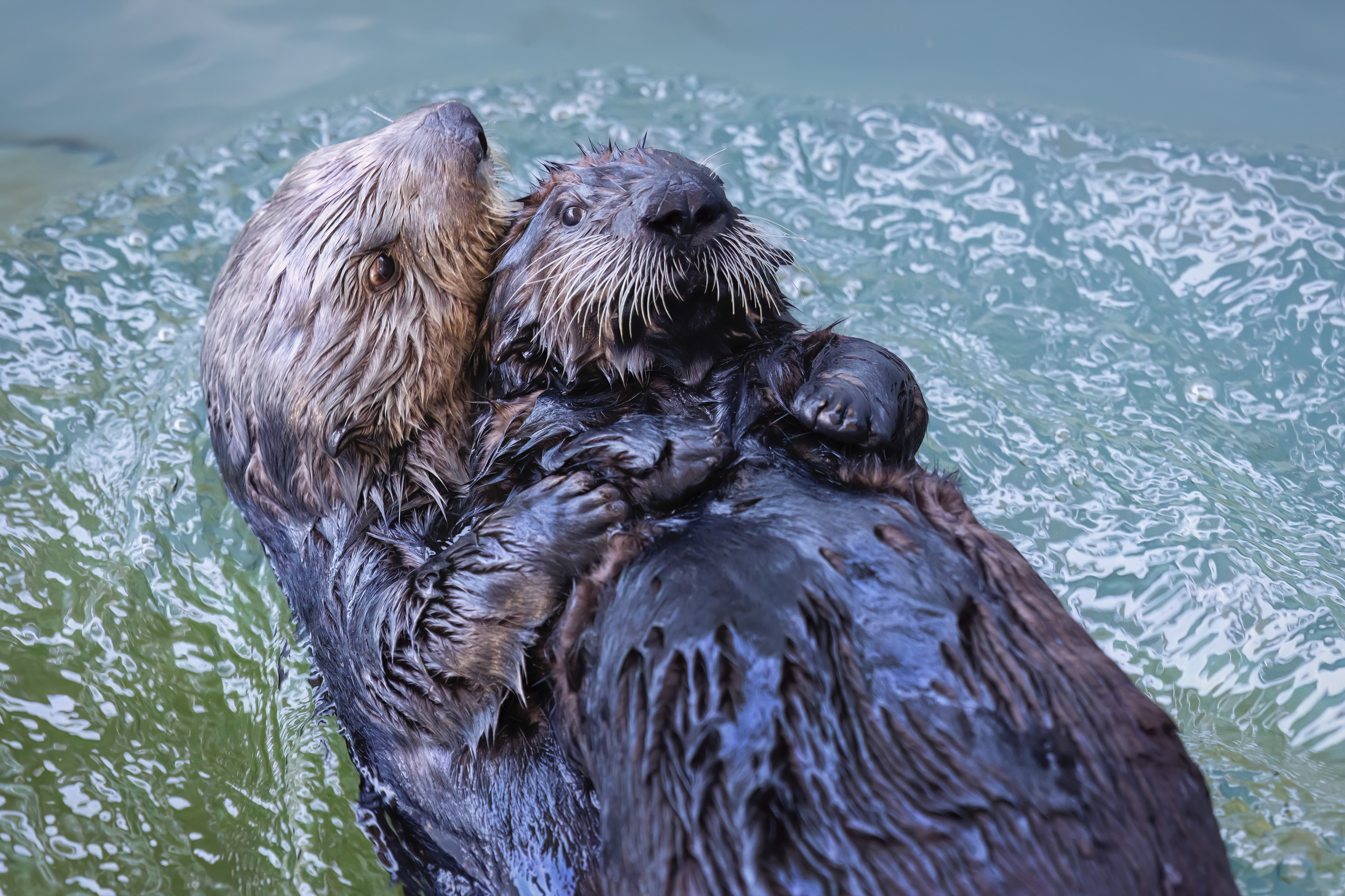 A new sea otter pup, named Sunny with adult otter...