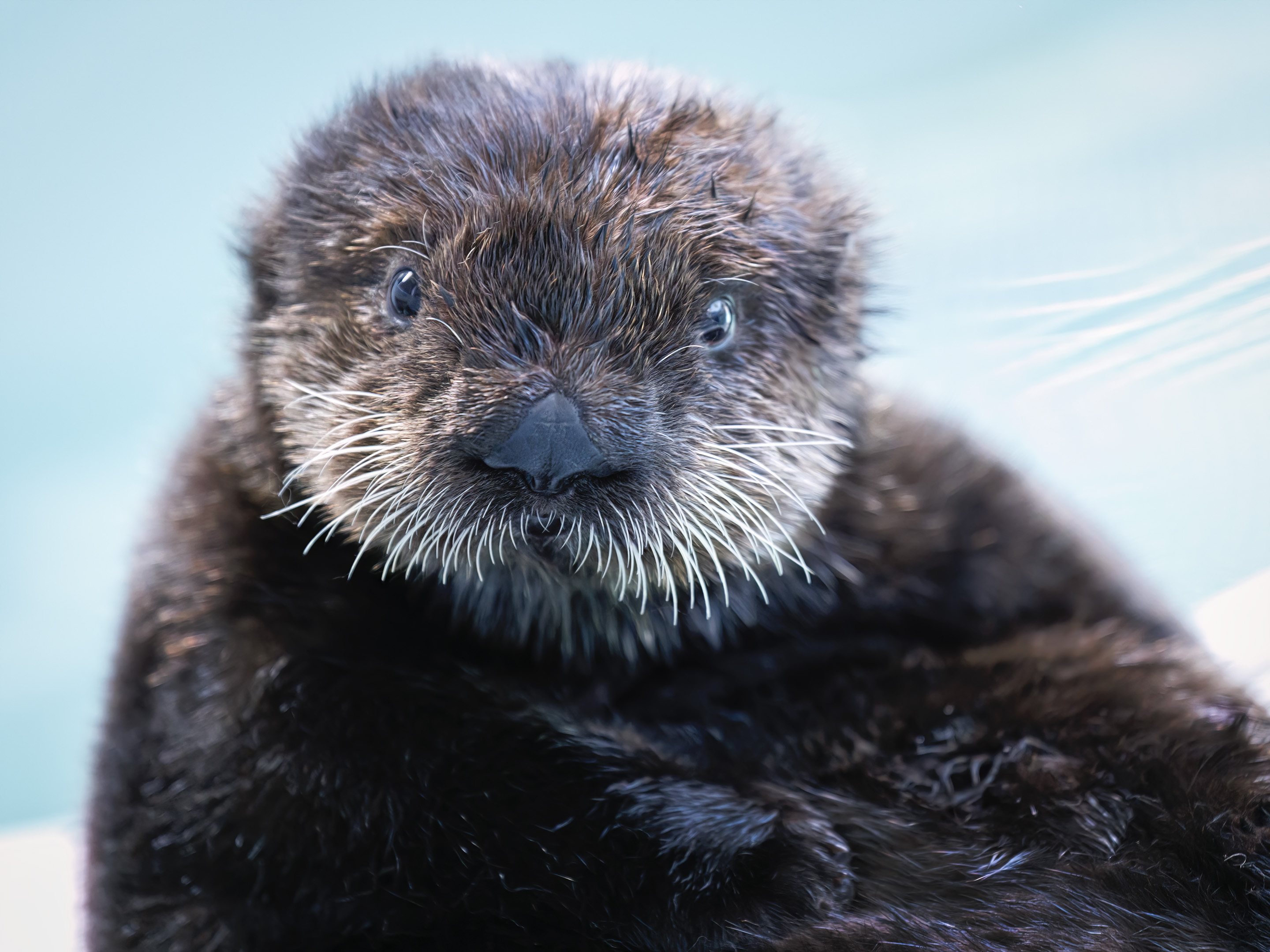 A new sea otter pup, named Sunny, arrives at Aquarium...