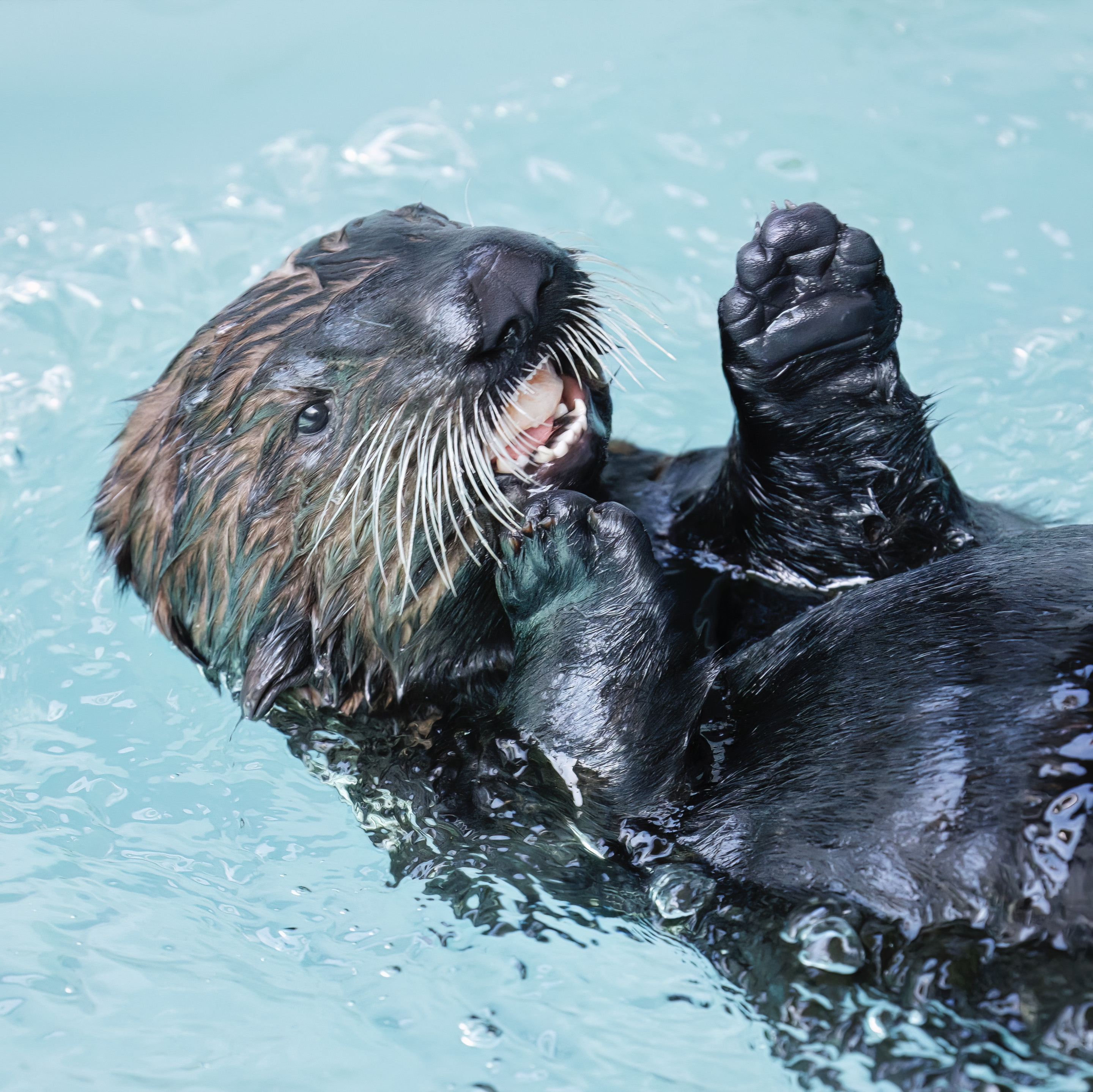 A new sea otter pup, named Sunny, arrives at Aquarium...