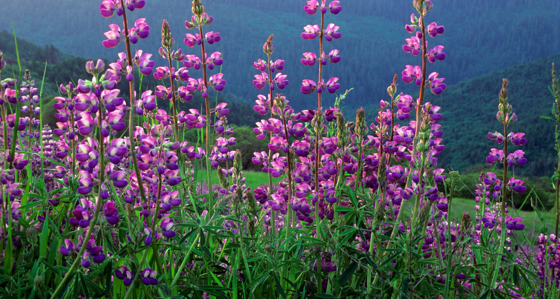 A lesser-known national park 'superbloom' is back in NorCal