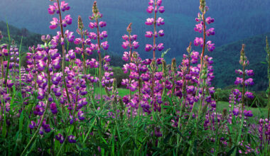 A lesser-known national park 'superbloom' is back in NorCal
