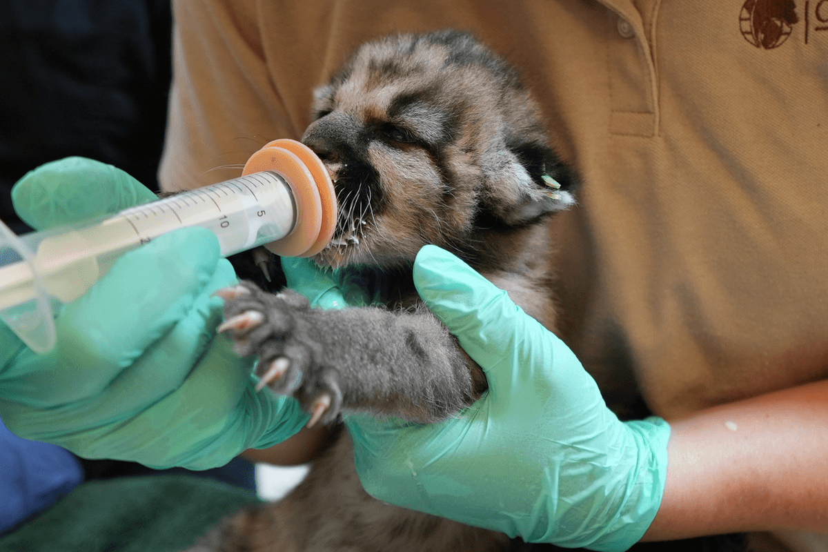 Oakland Zoo mountain lion cubs become online stars