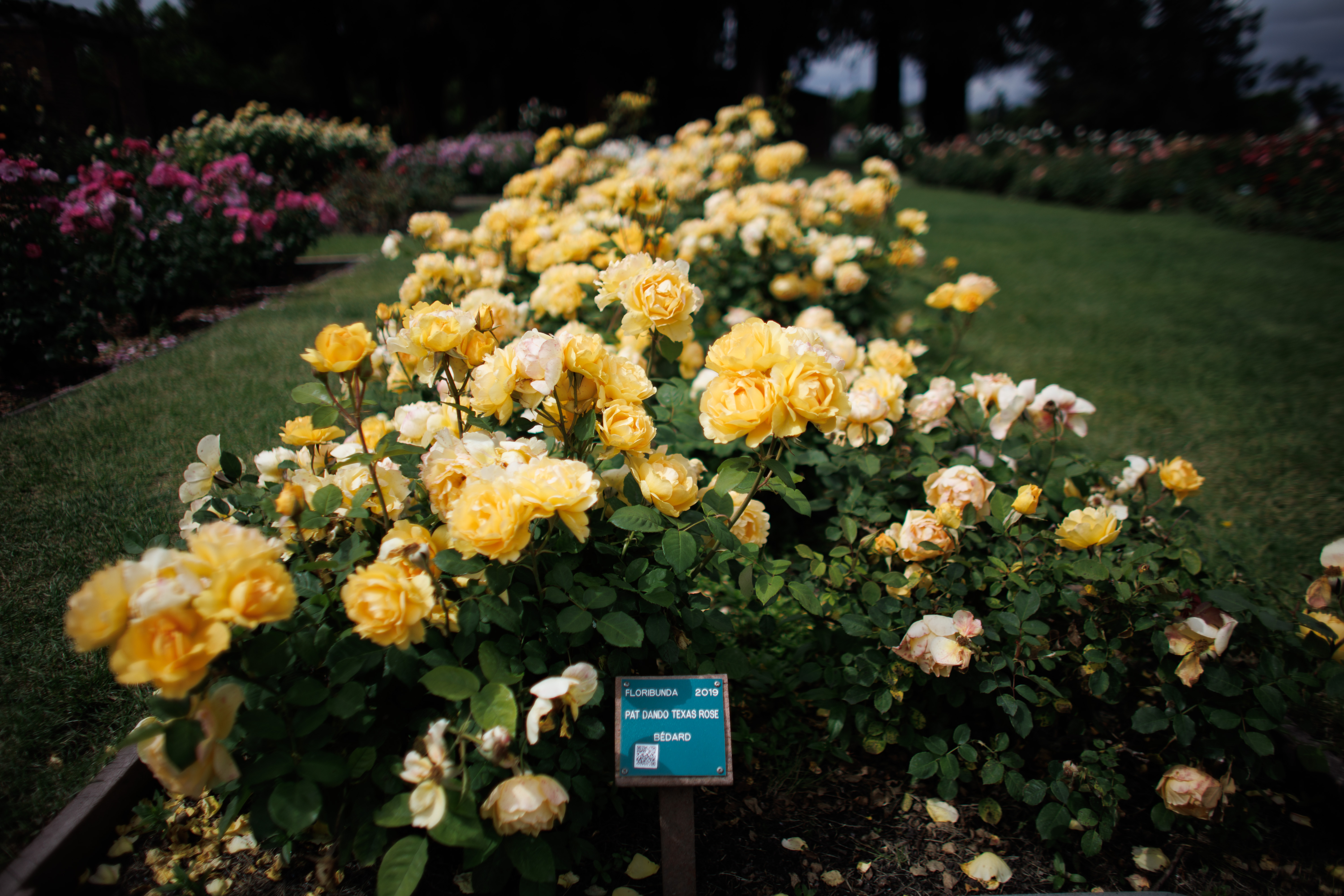 Yellow floribunda roses, dedicated by the Stroke Awareness Foundation in...