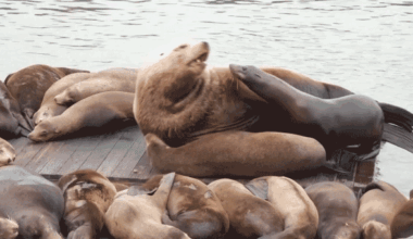 Chonkers the sea lion rests among smaller sea lions at Pier 39
