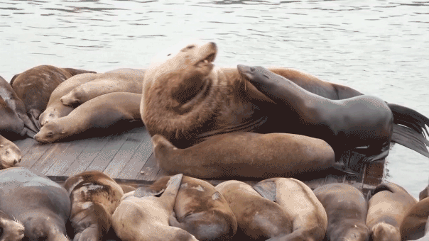 Chonkers the sea lion rests among smaller sea lions at Pier 39