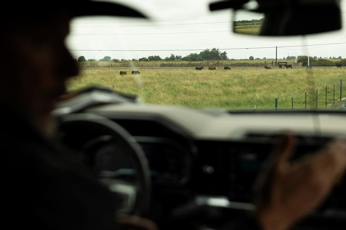 A blurred driver is seen in the foreground in a vehicle, looking out through the windshield at a pasture where cows graze.