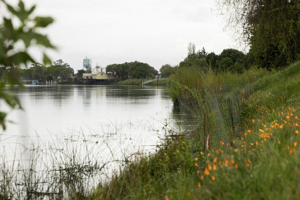 A river runs alongside a grassy bank dotted with wildflowers; across the water, a building and water tower sit among trees.
