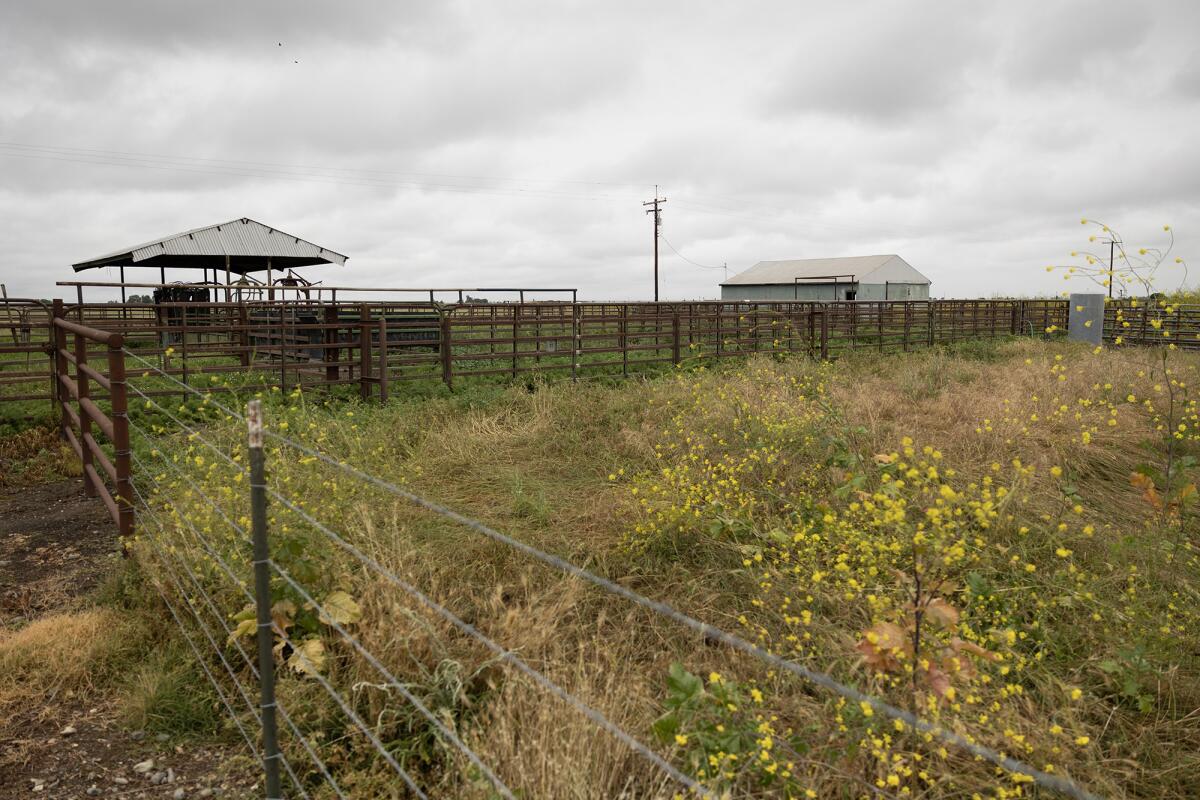 A livestock pen stretches across a field of wildflowers; a roofed structure and a barn sit in the distance under a gray sky.