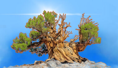 Bristlecone pine is as stubbornly resilient as California itself