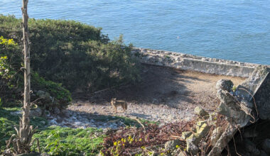 Turns out the Alcatraz coyote didn't swim from SF, officials say