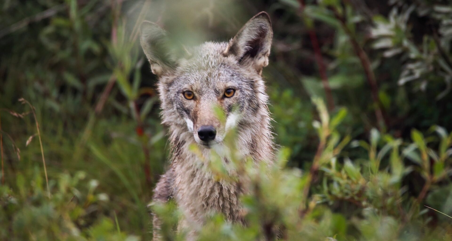 Alcatraz coyote came from Angel Island, not San Francisco