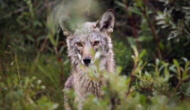Alcatraz coyote came from Angel Island, not San Francisco