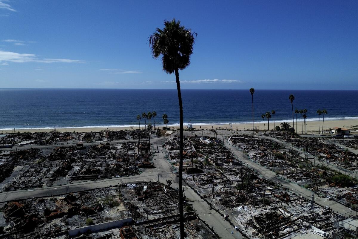 A palm tree stands in a burned neighborhood, with the ocean in the distance.