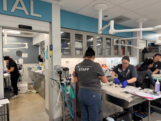 Staff examine some of the cats transported from an animal sanctuary in Julian on Saturday under a rescue operation led by the San Diego Humane Society. Hundreds of animals were living on the 40-acre site. (San Diego Humane Society)