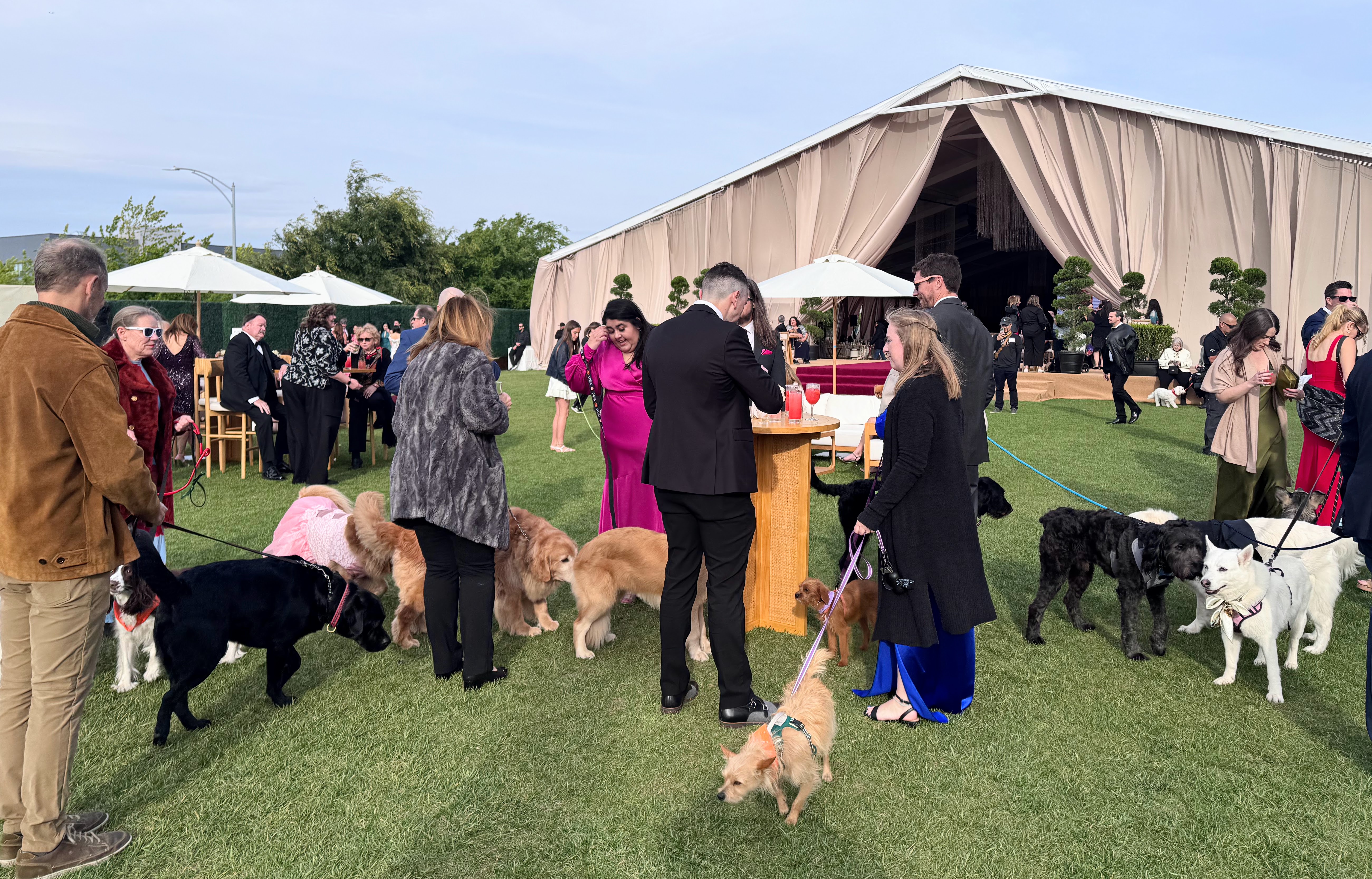 Canine guests and their human companions mingle during the cocktail...