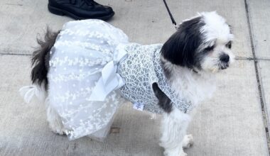 Canine couture on display at Humane Society Silicon Valley’s Fur Ball – Marin Independent Journal