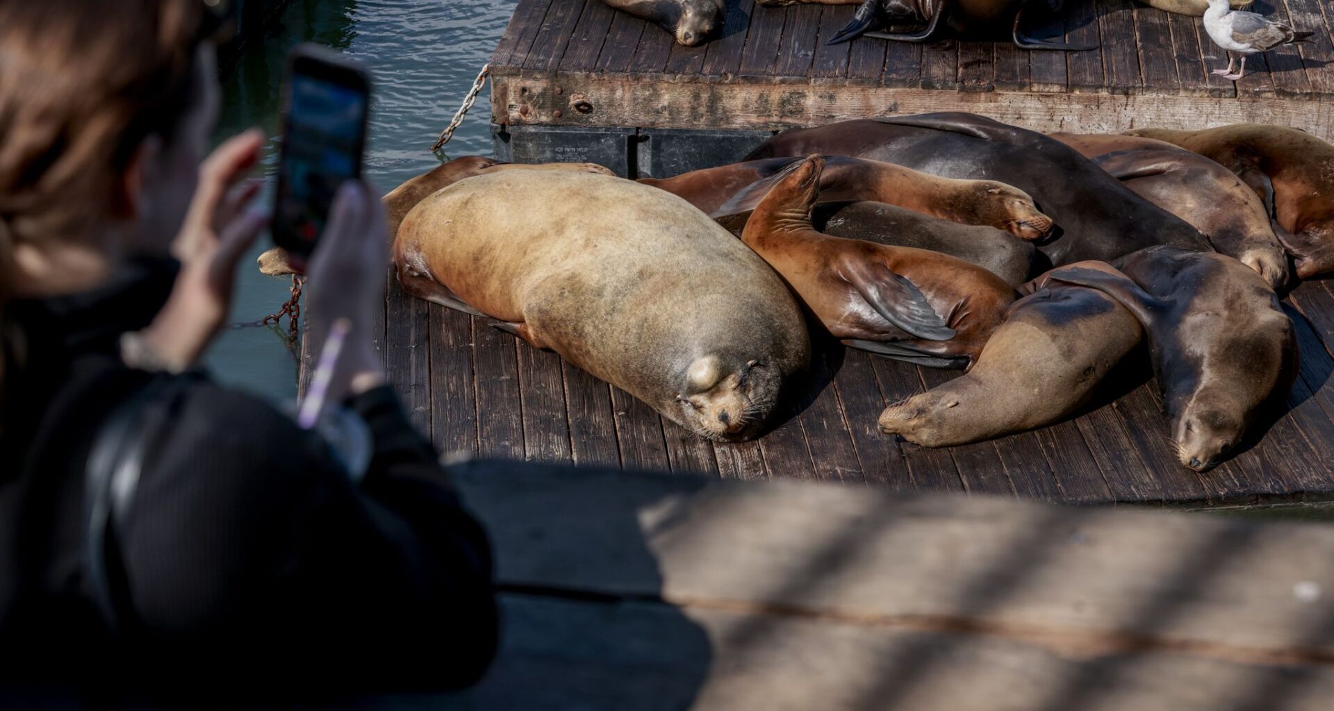 Where is viral SF sea lion Chonkers? Does Pier 39 have a new one?