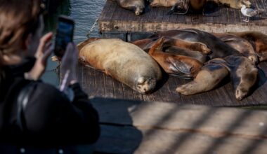 Where is viral SF sea lion Chonkers? Does Pier 39 have a new one?