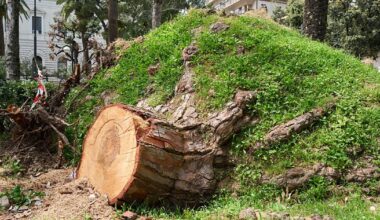 Oakland approves $1M fine to couple over illegally cutting down trees