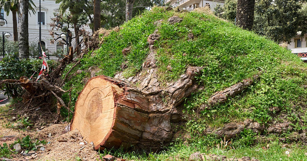 Oakland approves $1M fine to couple over illegally cutting down trees