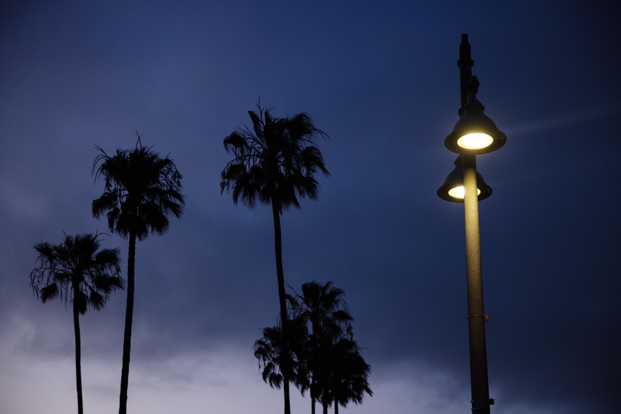 Street lamps that emit white light near palm trees