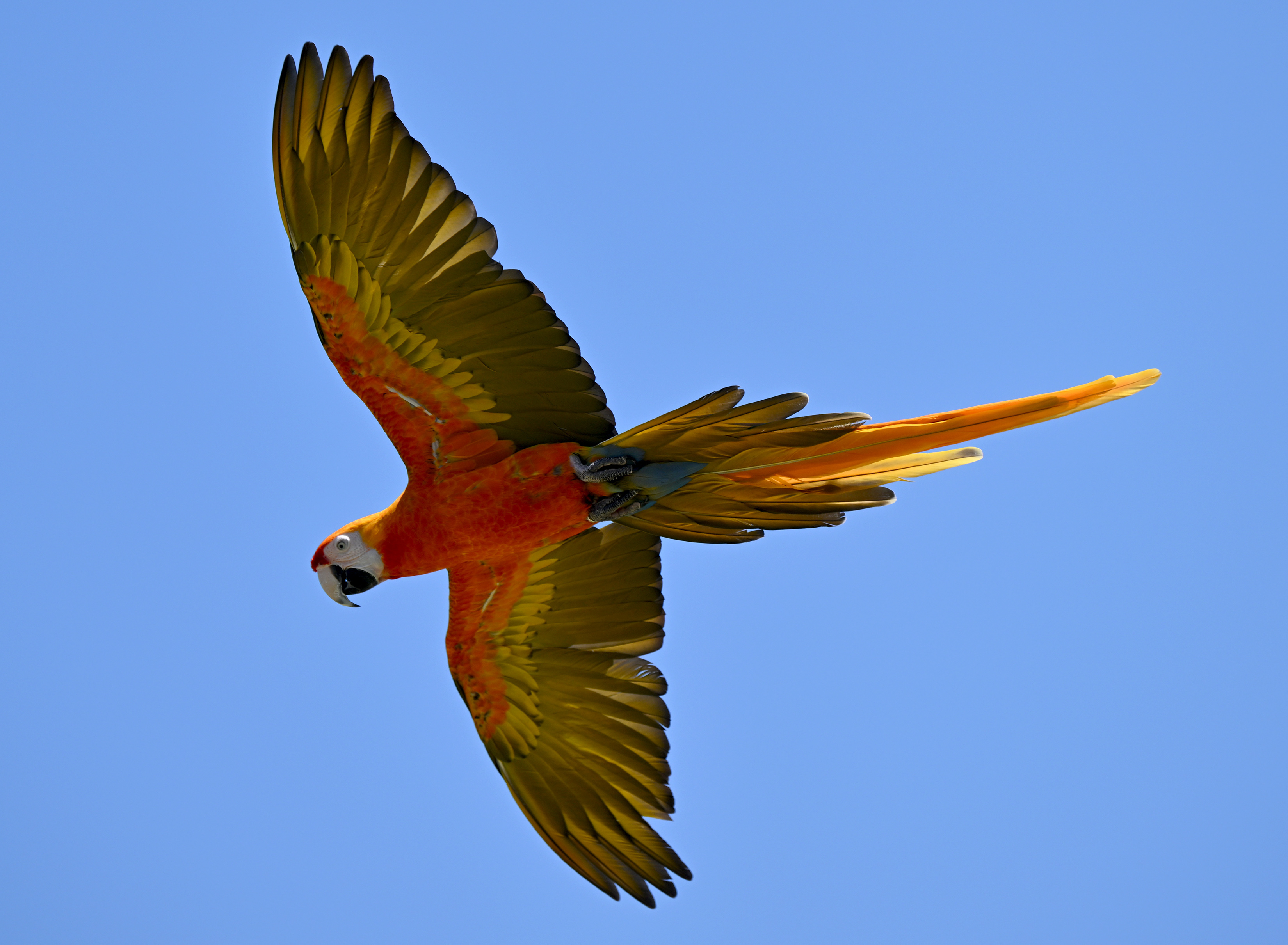 Chan Quach, known as âChan the Birdman,âa Los Angeles-based professional...