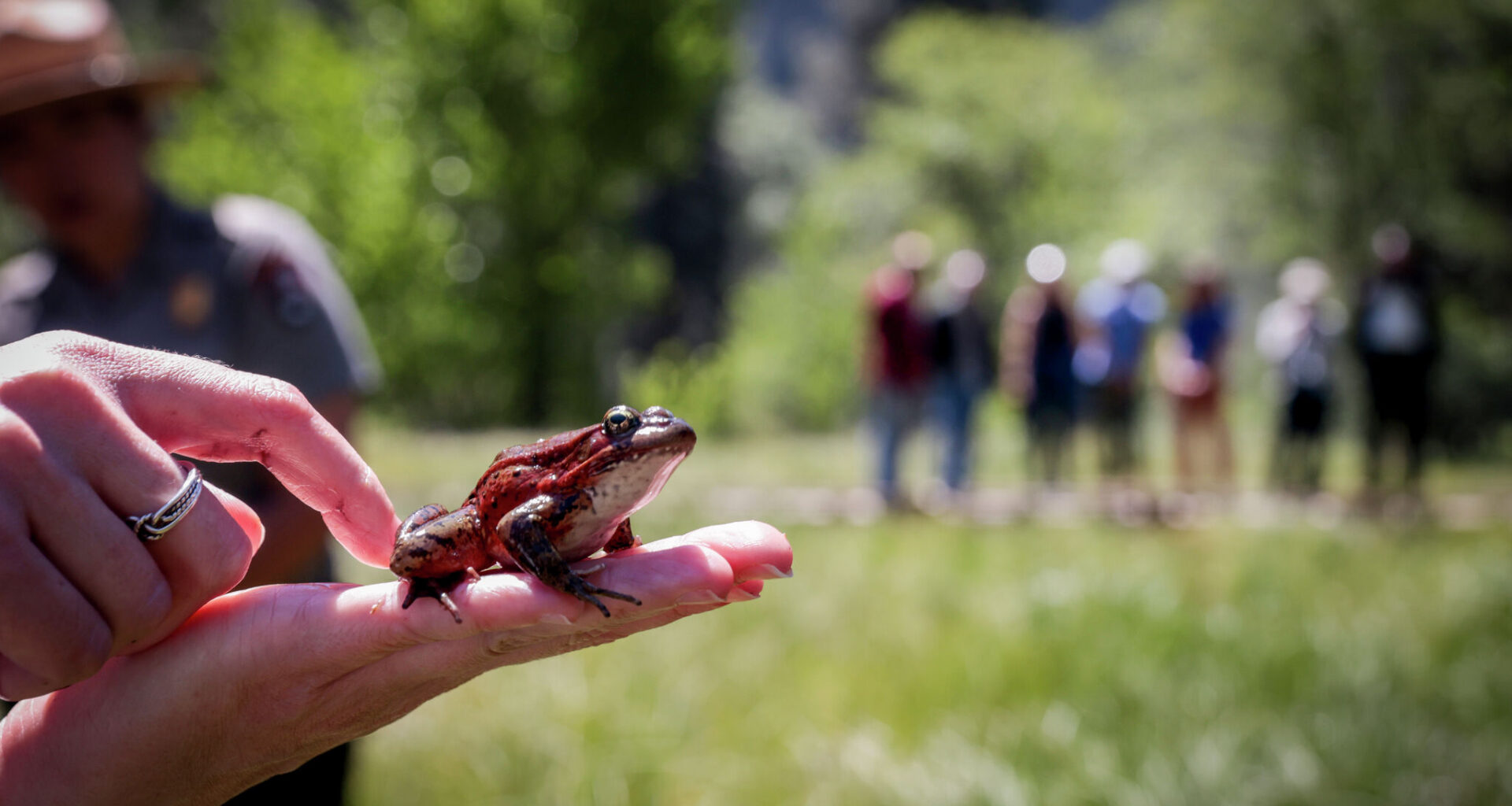 This California frog vanished from Yosemite. Now it’s back