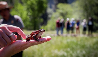 This California frog vanished from Yosemite. Now it’s back