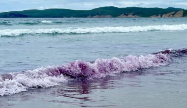 Point Reyes purple waves may have new explanation