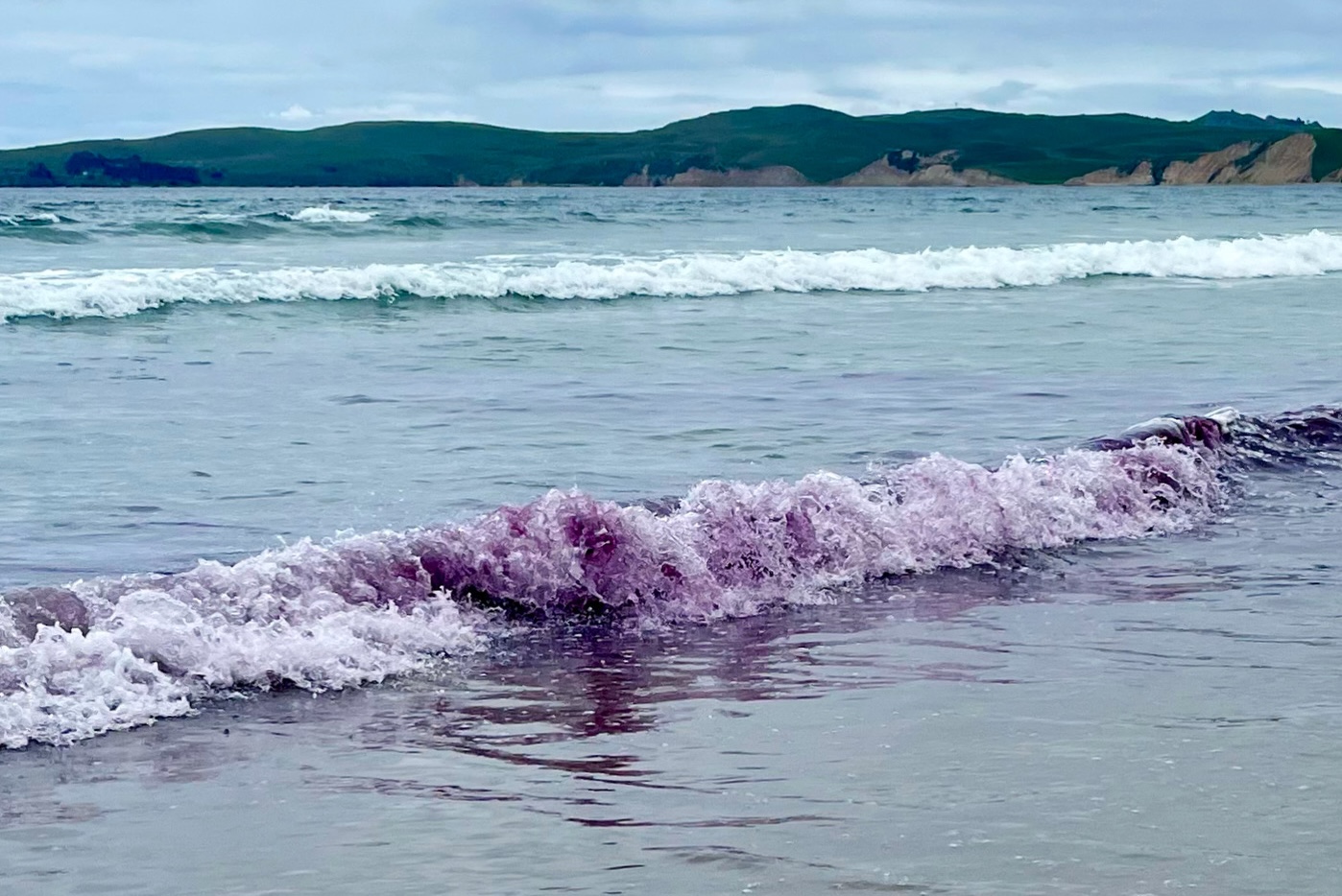 Point Reyes purple waves may have new explanation
