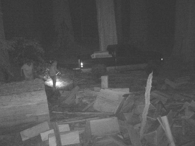 Poachers keep stealing redwood wood from California state park