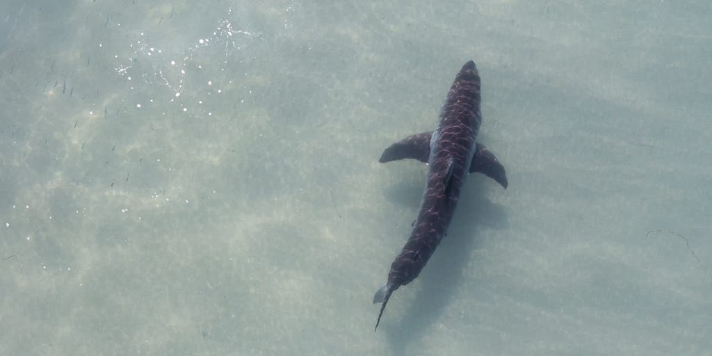 Super El Niño: Great white sharks venturing closer to California coastline