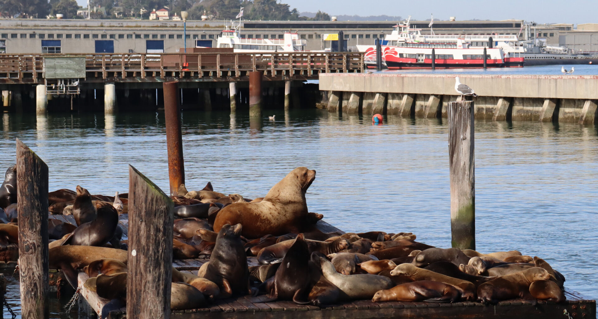 Chonkers, San Francisco’s massive sea lion star, is at large