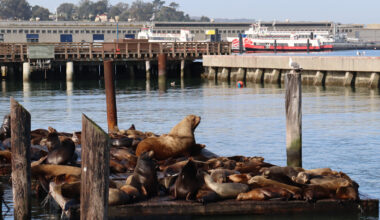 Chonkers, San Francisco’s massive sea lion star, is at large
